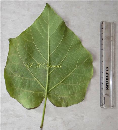  Leaf- Abaxial view